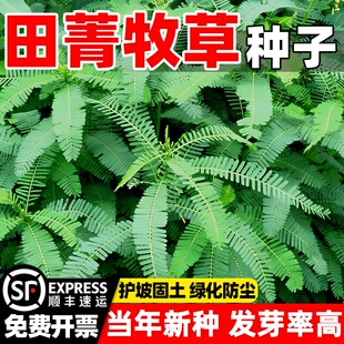 田菁种子高产田菁牧草果园绿肥固氮景观蜜源牧草种籽耐涝耐寒耐旱