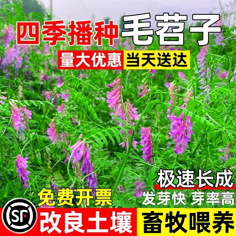 光叶紫花苕种子毛苕子果园绿肥草籽箭舌豌豆高产牧草耐贫瘠草种籽,鲜花速递/花卉仿真/绿植园艺,家庭园艺种子,淘宝优惠券,粉丝福利购,淘宝优惠卷