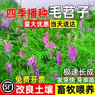 光叶紫花苕种子毛苕子果园绿肥草籽箭舌豌豆高产牧草耐贫瘠草种籽