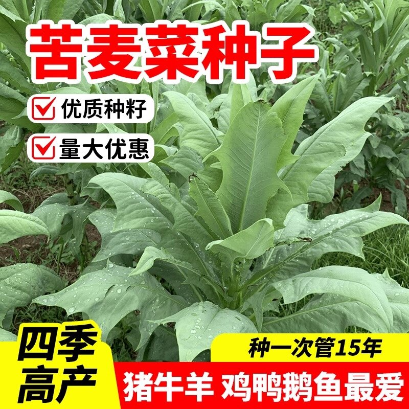 苦麦菜种子鹅菜籽四季苦麻菜喂猪鸡鸭鹅鱼草种籽多年生苦荬菜种籽