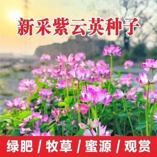 紫云英种子果园绿肥土壤改良花海景观牧草养蜂蜜源植物红花草种籽