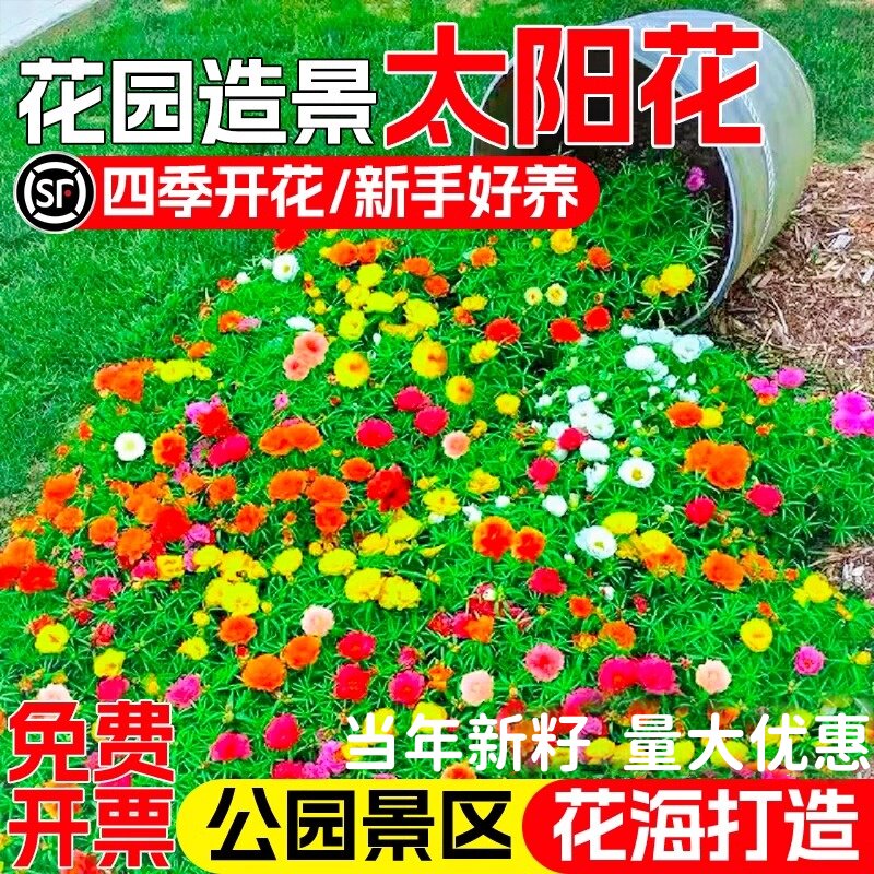 重瓣太阳花种籽易种易活公园小区庭院别墅花籽野花组合花海花种子