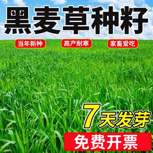 黑麦草子种种籽四季种植牧草耐