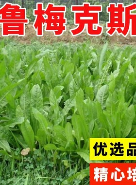 鲁梅克斯种子俄罗斯饲料菜多年生