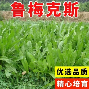鲁梅克斯种子俄罗斯饲料菜多年生高产型进口牧草种籽猪牛羊鸡鸭鹅