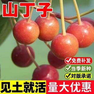 新采山丁子种子林荆子山定子嫁接苹果优良蜜源品种山荆子林木种籽