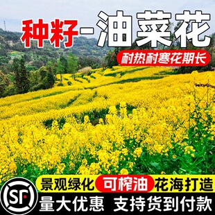 油菜花种子土壤改善景观绿化花海打造耐热耐寒花期长可榨油花种籽