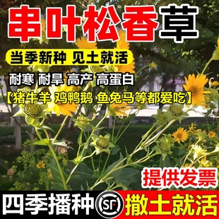 串叶松香草籽多年生植物喂猪牛羊鸡鹅畜禽牧草种子香槟菊花草种籽