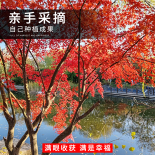 鸡爪槭种子树苗原生小叶鸡爪枫树苗庭院风景树四季常青绿化苗木