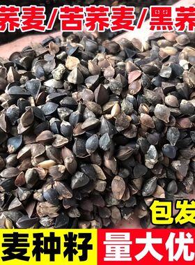 甜荞麦种子高产牧草优质蜜源苦荞