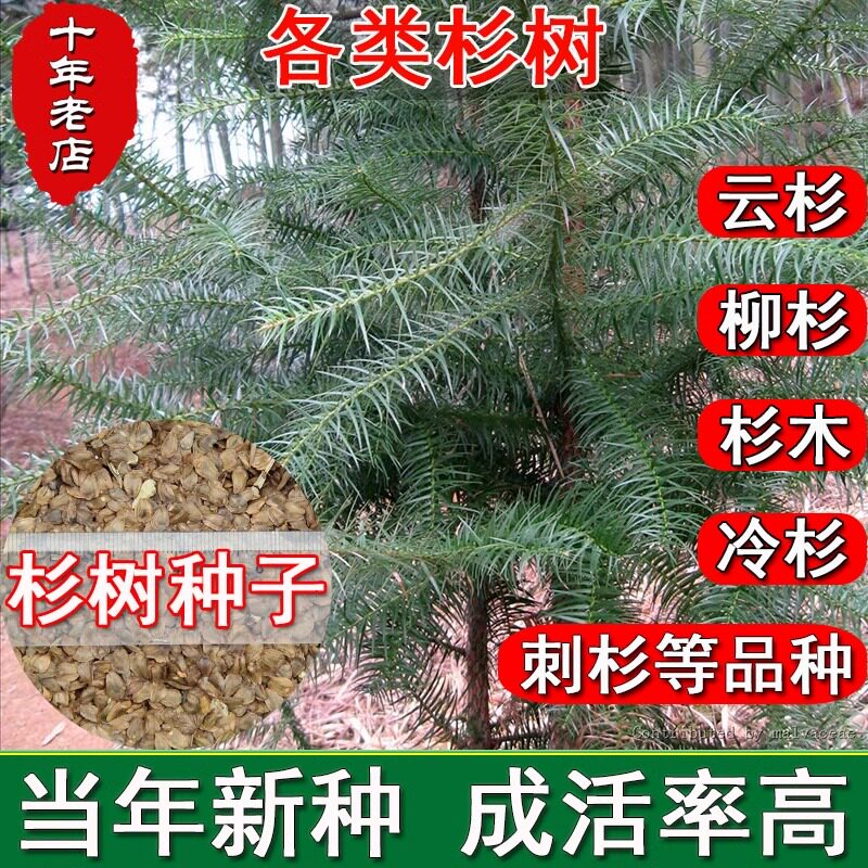 新采优质杉木种子水杉种子冷杉柳杉落羽杉种子刺杉速生杉树池杉籽