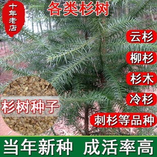新采优质杉木种子水杉种子冷杉柳杉落羽杉种子刺杉速生杉树池杉籽