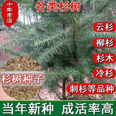 杉木种子水杉种子冷杉柳杉落羽杉