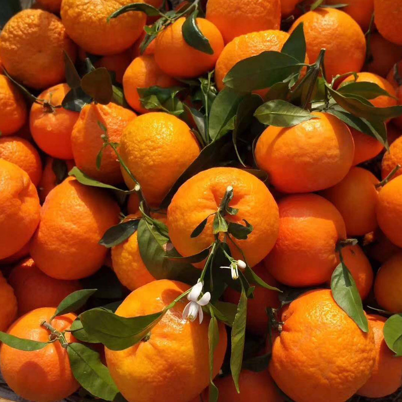 云南大理宾川一级沃柑现摘现发新鲜水果橘子大果10斤整箱包邮孕妇