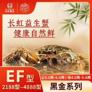 6.0两母4.5 现货阳澄湖大闸蟹鲜活公5.5 4.9两8只长虹蟹 活蟹
