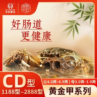 4.9两母3.5 现货阳澄湖大闸蟹鲜活公4.5 3.9两长虹蟹8只 活蟹