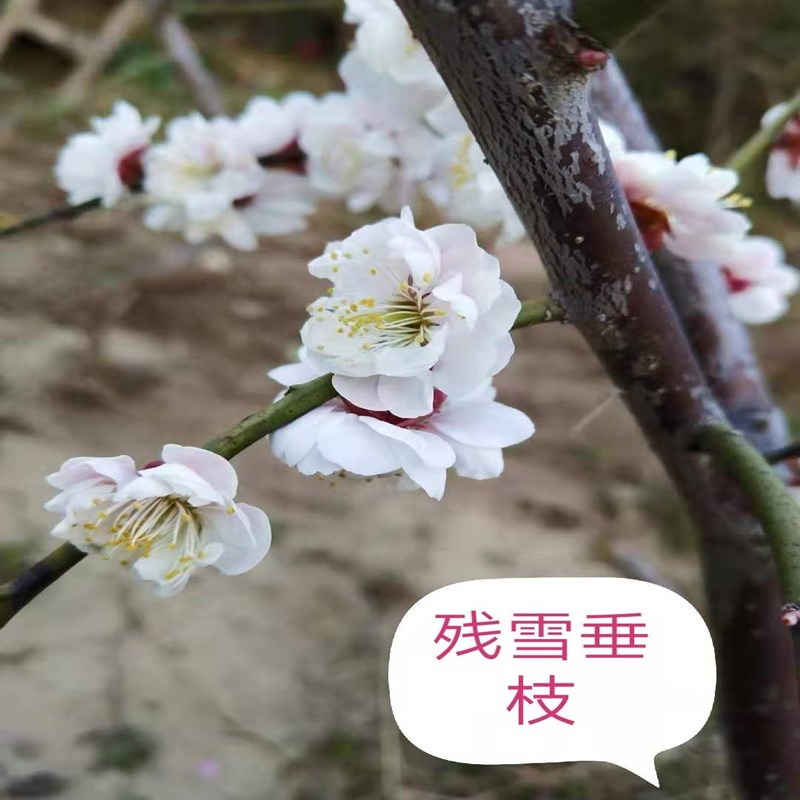 原生扦插垂枝类梅花锦红残雪双碧粉皮柳川垂枝盆景地栽梅花耐寒植