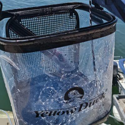 小黄鸭取水桶钓鱼箱装鱼桶可折叠活鱼箱活鱼桶打水桶钓鱼装备硬壳
