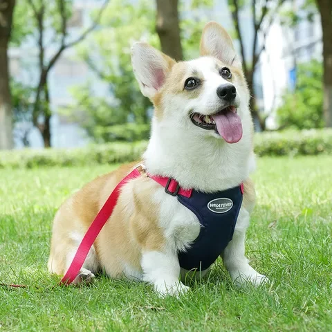 可调节胸背带宠物牵引绳双拼新款遛狗绳马卡龙撞色背心式狗狗夏季