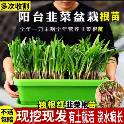 阳台盆栽大叶韭菜根苗四季现挖
