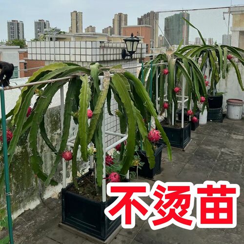 火龙果支架带种植盆耐用安装简单