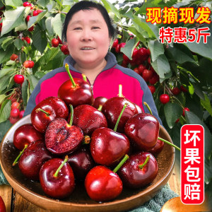 陕西铜川大樱桃5斤新鲜国