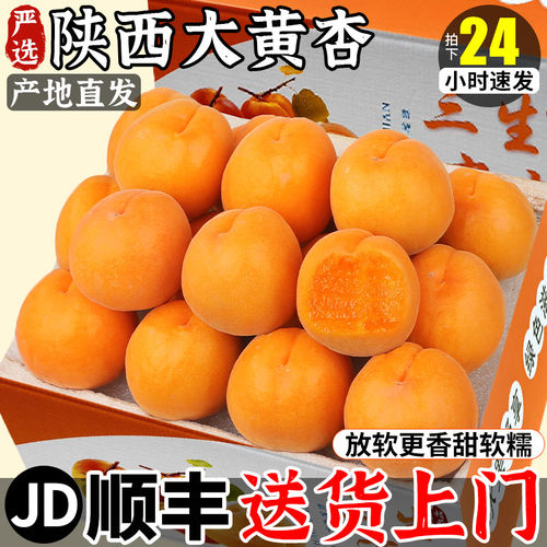 陕西杏子现摘大黄货水果