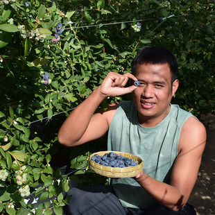 阿建心传|云南高山新鲜水果脆甜l25花香蓝莓礼盒顺丰空运500G/桶