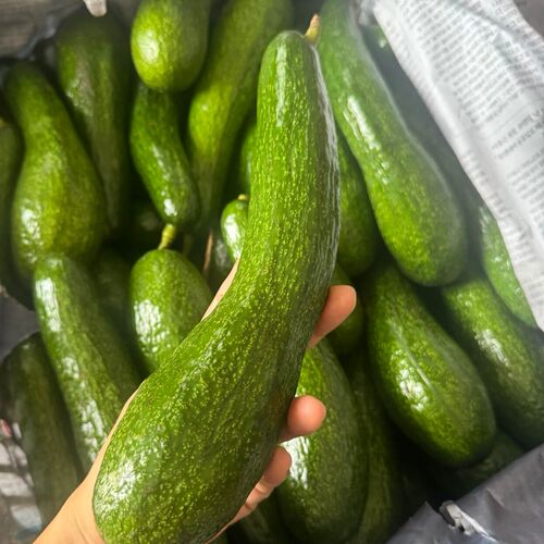 新鲜长形牛油果广西鳄梨