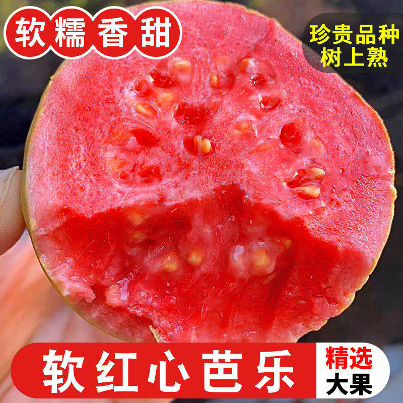红心芭乐软糯番石榴福建树熟奶油芭乐新鲜胭脂红肉蜂糖脆甜鸡屎果