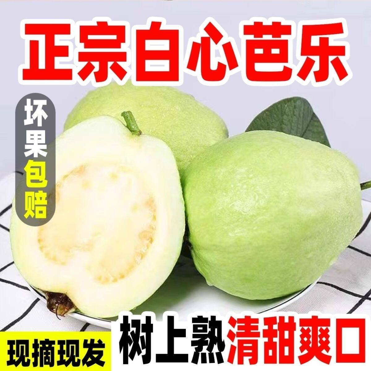 新鲜芭乐水果包邮白心硬