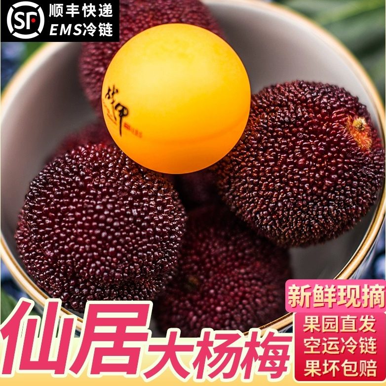 【特级】仙居杨梅新鲜应