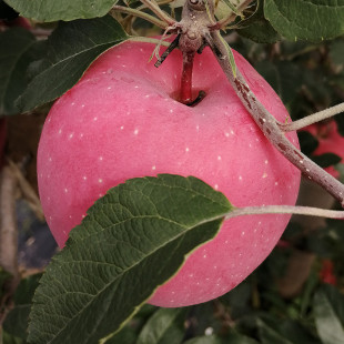 2025新摘甘肃靖远三滩镇绿色无污染新鲜水果当季冰糖心红富士苹果