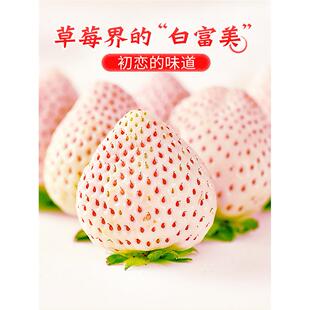 淡雪白草莓礼盒新鲜水果当季孕妇山东奶油白色牛奶大粉色顺丰包邮