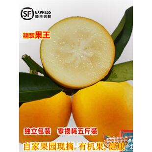 广西特产融安金桔精选果王滑皮新鲜水果5斤顺丰礼盒包邮现摘现发