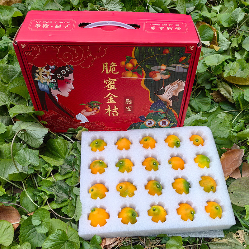现货广西融安脆蜜金柑大