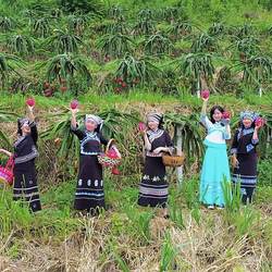 金都一号红心火龙果新鲜现摘红肉当季孕妇水果清甜贵州罗甸火龙果