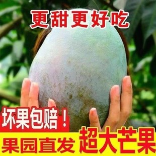 四川攀枝花凯特芒果新鲜水果5斤当季整箱包邮特大10青忙礼盒芒果