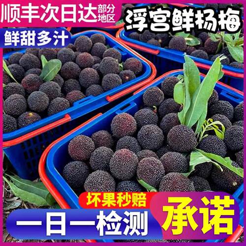 顺丰浮宫精品杨梅新鲜水