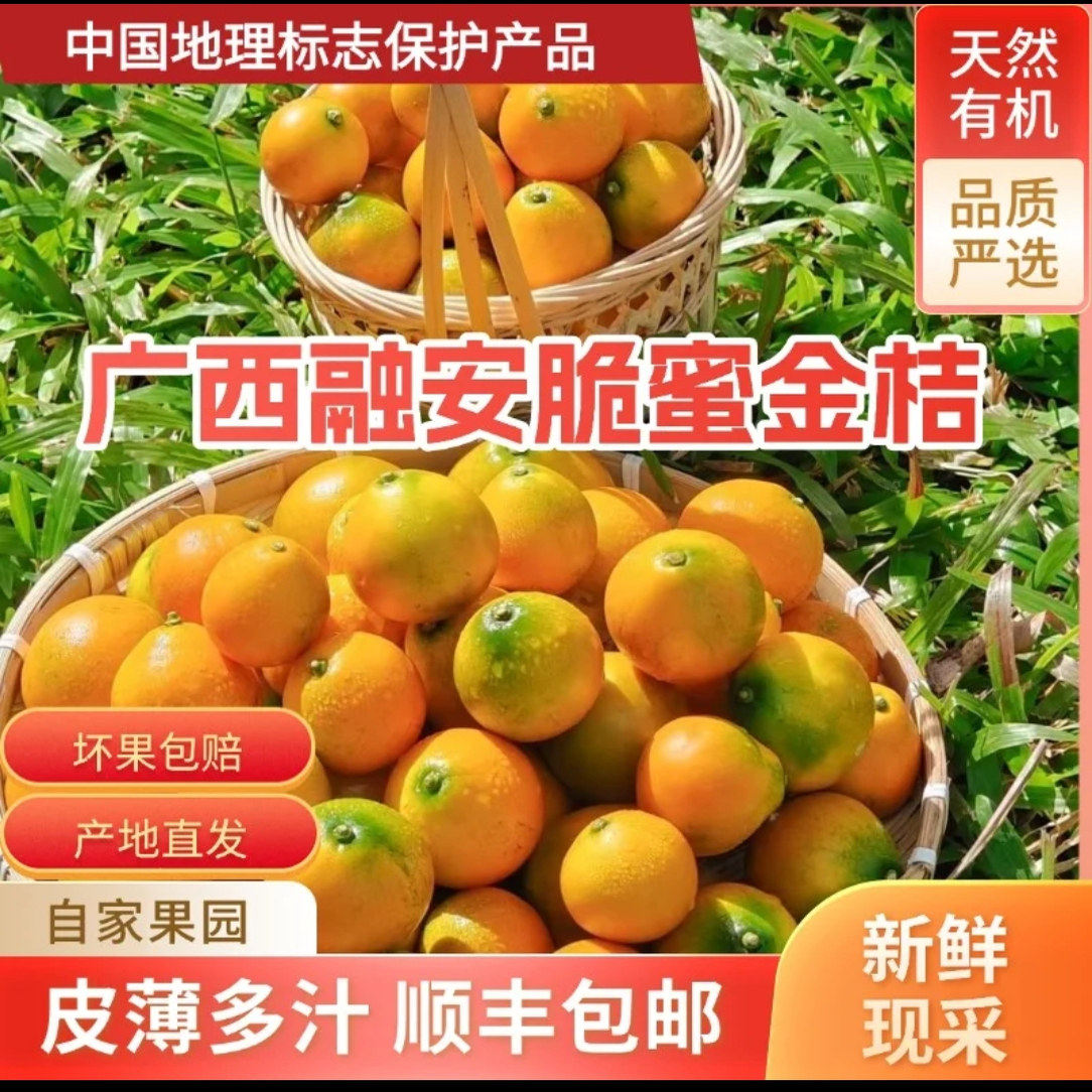 广西融安脆蜜金桔新鲜采