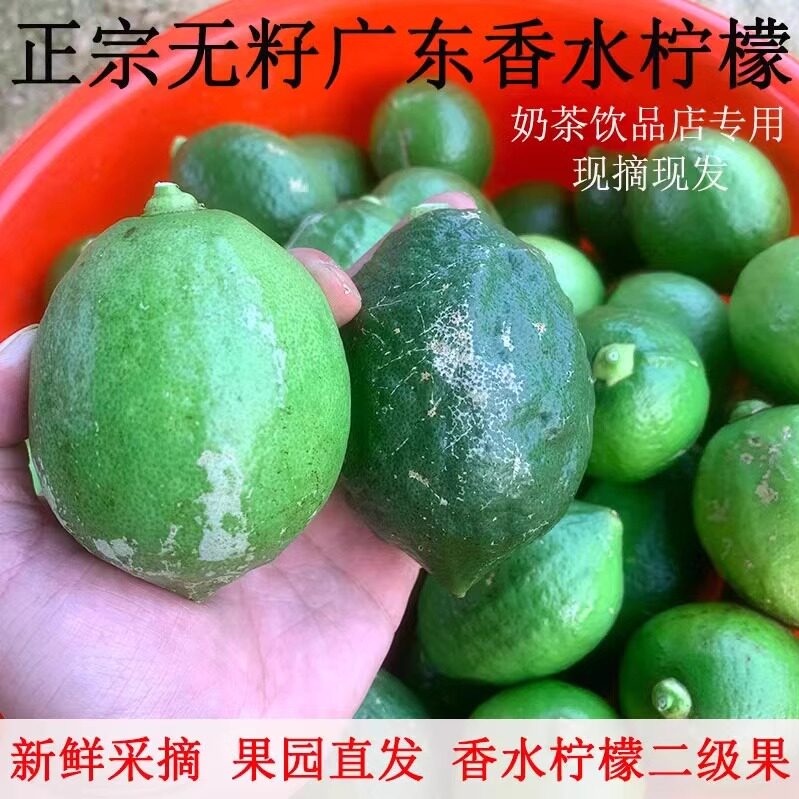 无籽广东香水柠檬二级果5