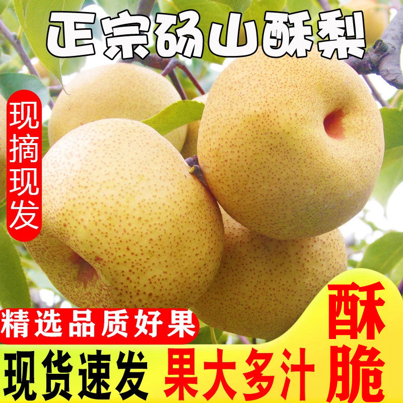 梨子新鲜10斤砀山梨应季安徽汤山梨现摘香雪梨水果梨脆甜整箱包邮