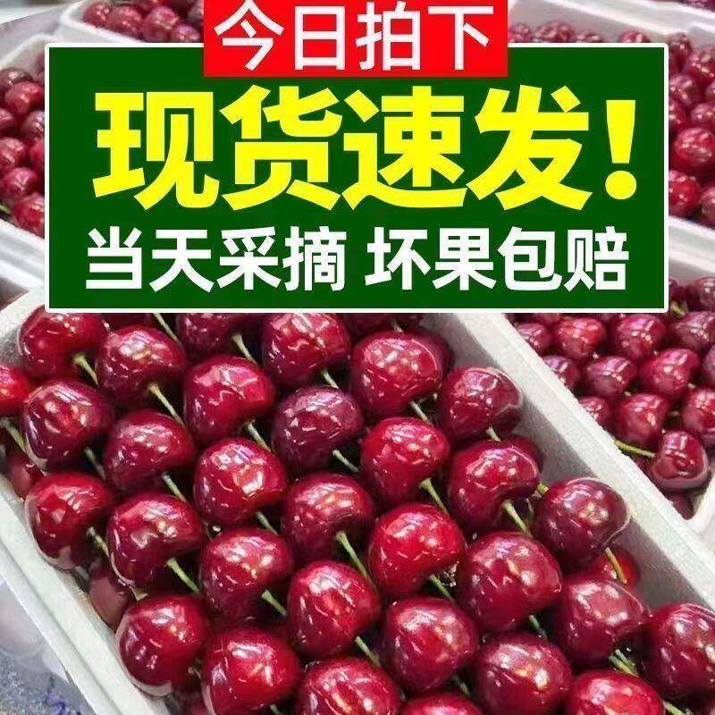 陕西合阳方寨红大樱桃,现摘先发,顺丰包邮