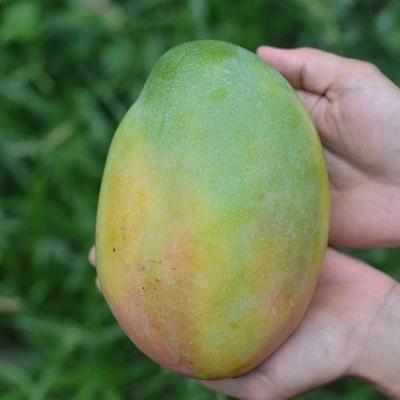 海南凯特芒新鲜芒果时令应季当季整箱热带三亚水果特大10斤