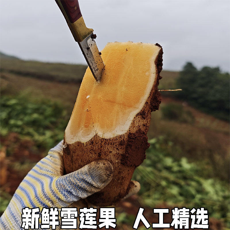 天山雪莲果新鲜水果应季