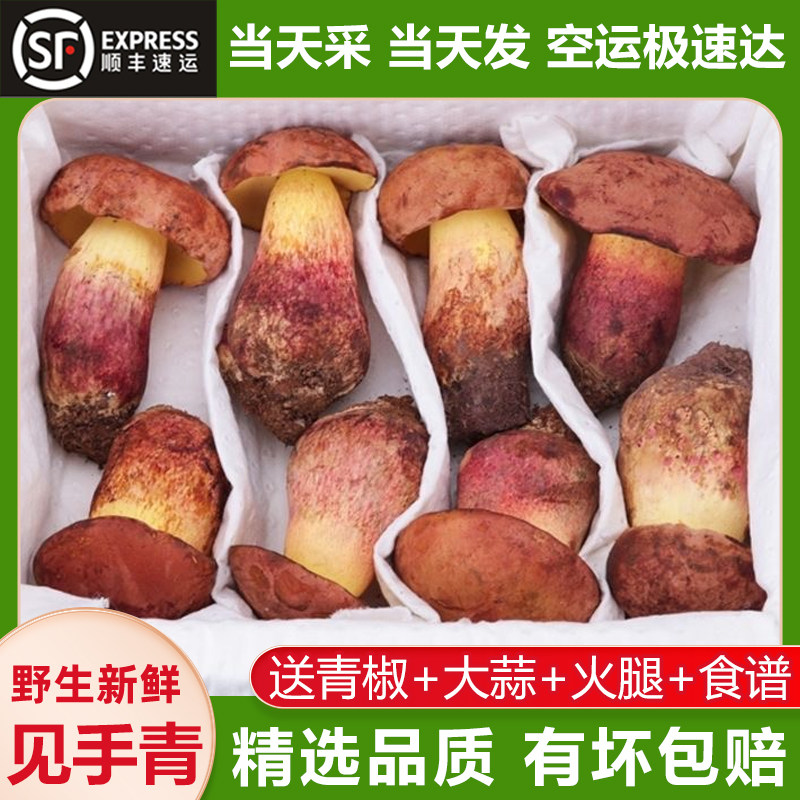 新鲜红葱见手青云南野生