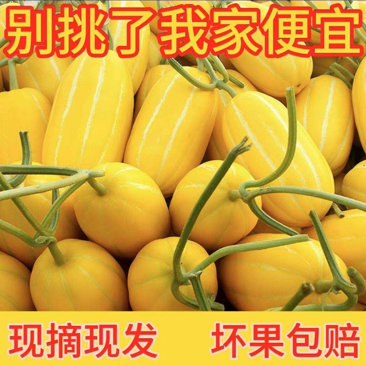 黄皮甜瓜香瓜奶金瓜密瓜