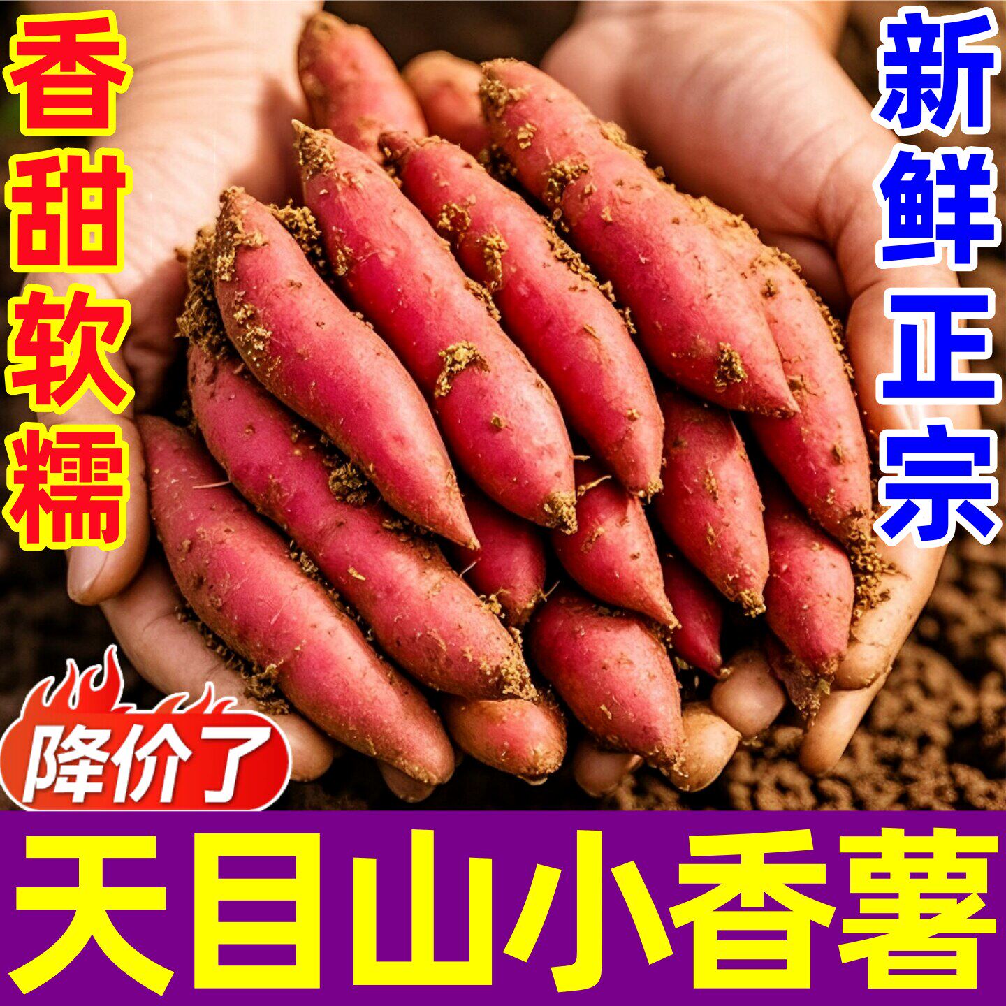 正宗天目山小香薯金手指