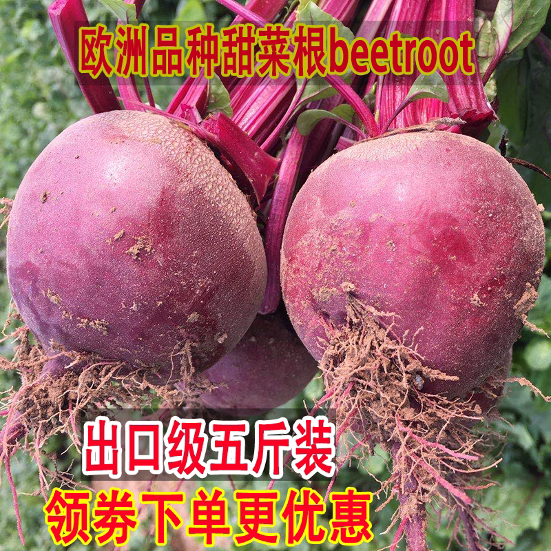 五斤装进口品种2026年新鲜特级甜菜根紫菜头榨汁甜根菜红菜头免邮