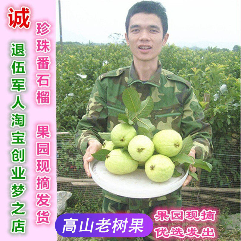 广西现摘脆口芭乐 5斤白心番石榴 时令新鲜水果清甜可口